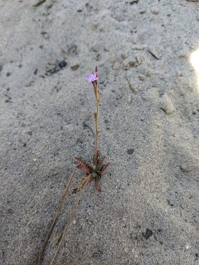 Gilia tenuiflora, photographed by Nora Bales