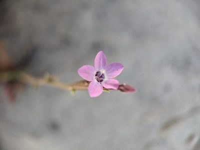 Gilia tenuiflora, photographed by Nora Bales