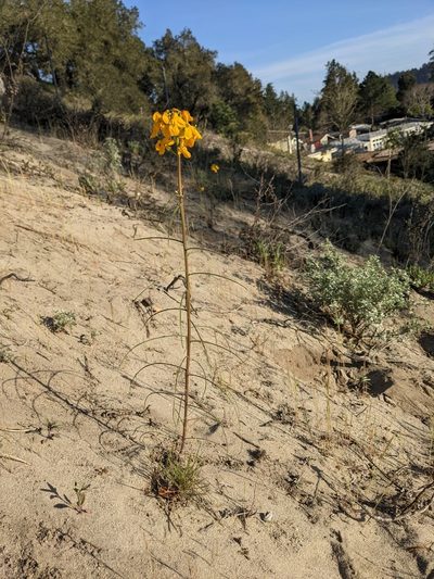 Erysimum teretifolium, photographed by Nora Bales