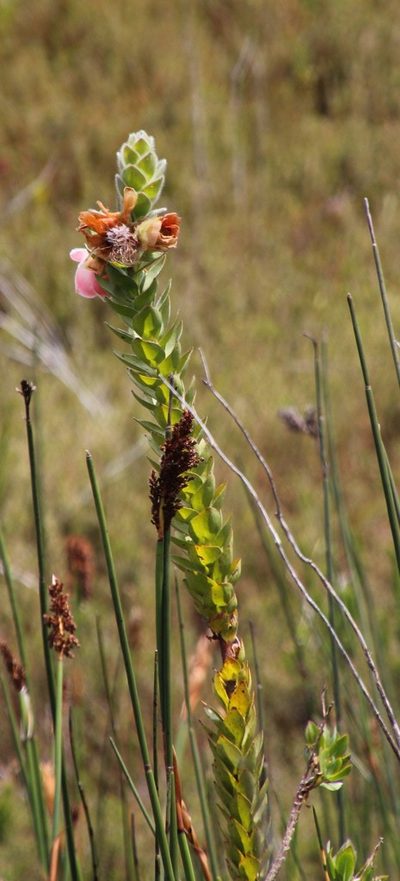 Orothamnus zeyheri, photographed by Tony Rebelo