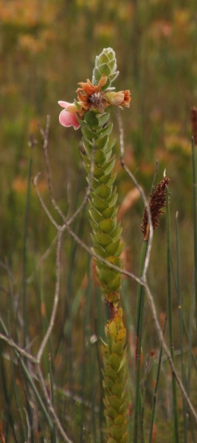 Orothamnus zeyheri, photographed by Tony Rebelo