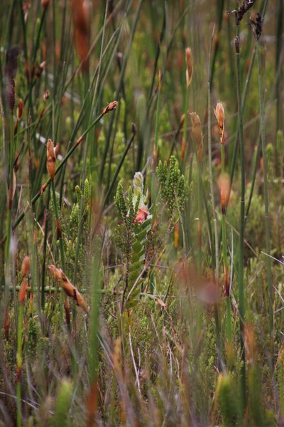 Orothamnus zeyheri, photographed by Tony Rebelo
