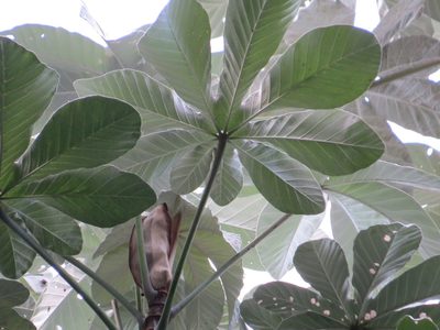 Cecropia hololeuca, photographed by Victor Farjalla Pontes