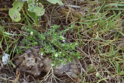 Heliotropium formosanum, photographed by Cheng-Tao Lin