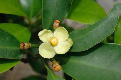 Garcinia multiflora, photographed by Cheng-Tao Lin