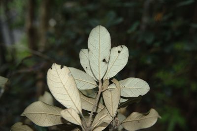 Quercus championii, photographed by Cheng-Tao Lin