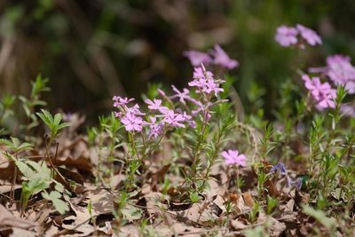 Phlox nivalis, photographed by Mark Connolly