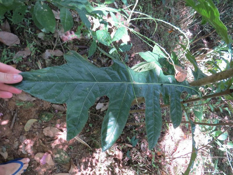 Genipa infundibuliformis, photographed by Victor Farjalla Pontes