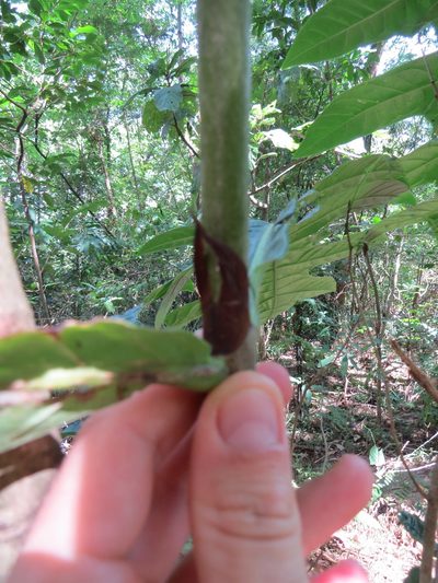 Genipa infundibuliformis, photographed by Victor Farjalla Pontes