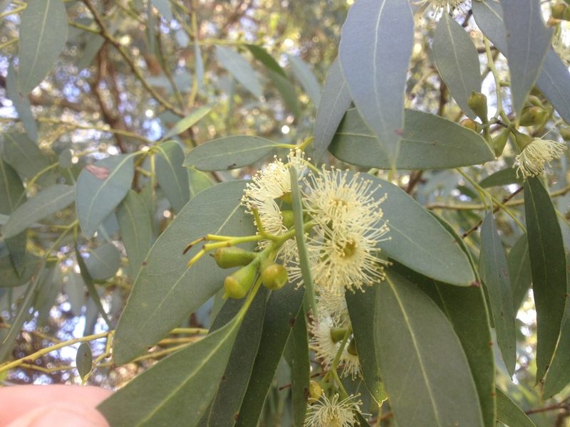 Eucalyptus gunnii, photographed by Jon Sullivan