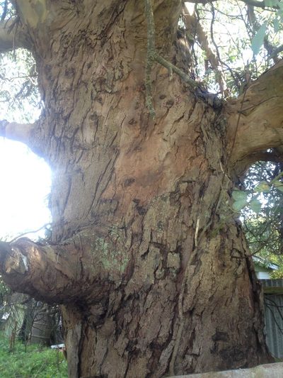 Eucalyptus gunnii, photographed by Jon Sullivan