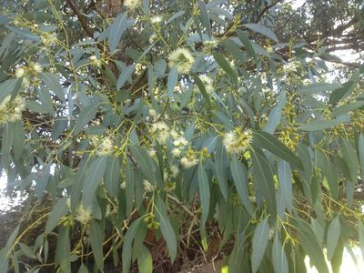 Eucalyptus gunnii, photographed by Jon Sullivan