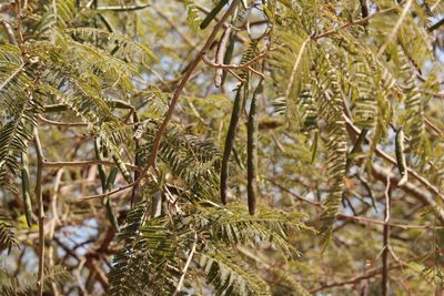 Vachellia macracantha, photographed by Viacheslav Shalisko
