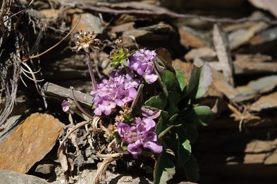 Scabiosa lacerifolia, photographed by Cheng-Tao Lin