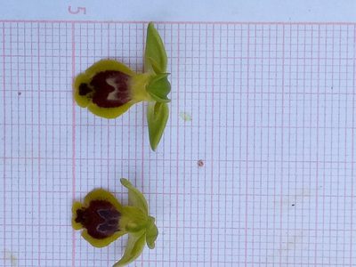 Ophrys battandieri, photographed by Karim Haddad