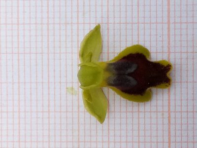 Ophrys battandieri, photographed by Karim Haddad