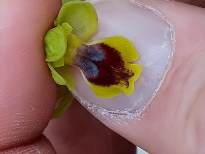 Ophrys battandieri, photographed by Karim Haddad