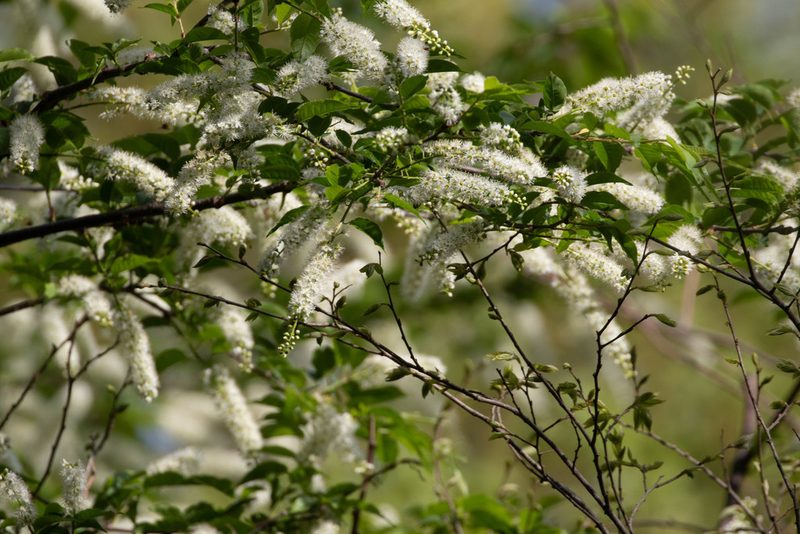 Prunus grayana, photographed by WATANABE Hitoshi 渡辺仁