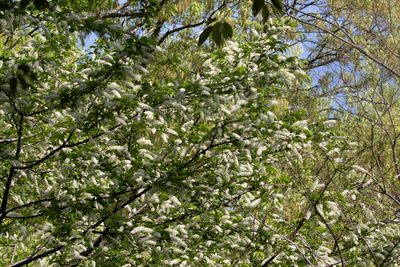 Prunus grayana, photographed by WATANABE Hitoshi 渡辺仁