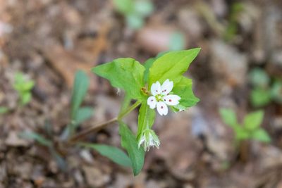 Pseudostellaria heterophylla, photographed by WATANABE Hitoshi 渡辺仁