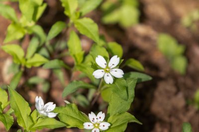 Pseudostellaria heterophylla, photographed by WATANABE Hitoshi 渡辺仁