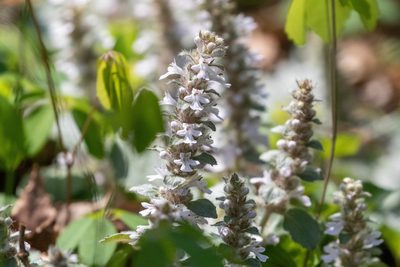 Ajuga nipponensis, photographed by WATANABE Hitoshi 渡辺仁