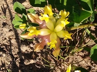 Trifolium fucatum, photographed by Tom Gulya