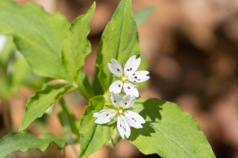 Pseudostellaria heterophylla, photographed by WATANABE Hitoshi 渡辺仁