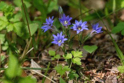 Gentiana zollingeri, photographed by WATANABE Hitoshi 渡辺仁