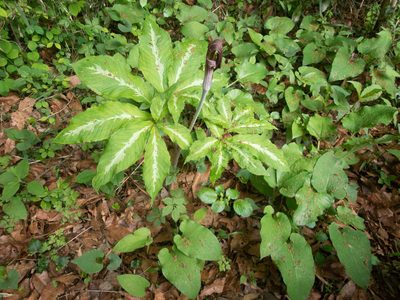 Arisaema limbatum, photographed by WATANABE Hitoshi 渡辺仁