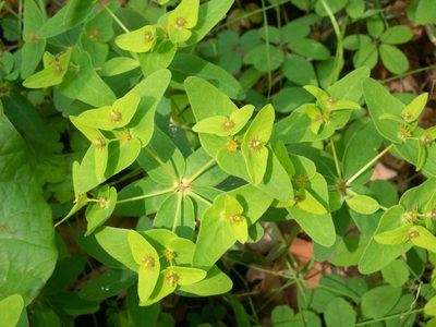 Euphorbia sieboldiana, photographed by WATANABE Hitoshi 渡辺仁
