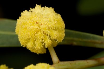 Acacia retinodes, photographed by Jon Sullivan