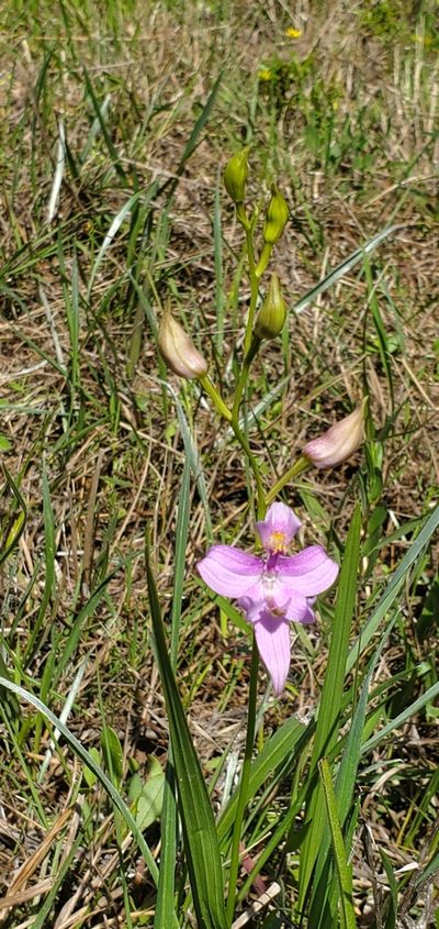 Calopogon oklahomensis, photographed by Ayla