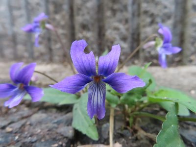 Viola philippica, photographed by Timur Kalininsky