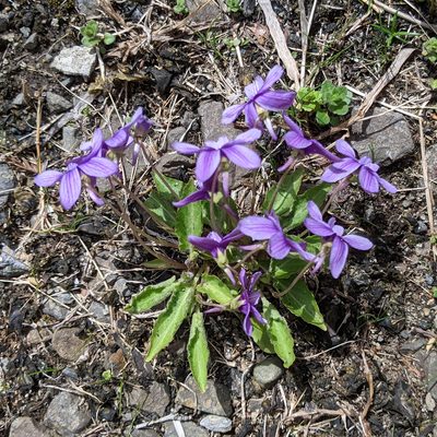 Viola philippica, photographed by Timur Kalininsky