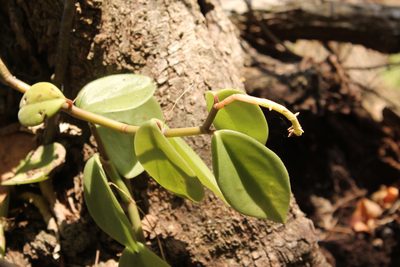 Peperomia tlapacoyoensis, photographed by Viacheslav Shalisko