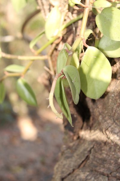 Peperomia tlapacoyoensis, photographed by Viacheslav Shalisko