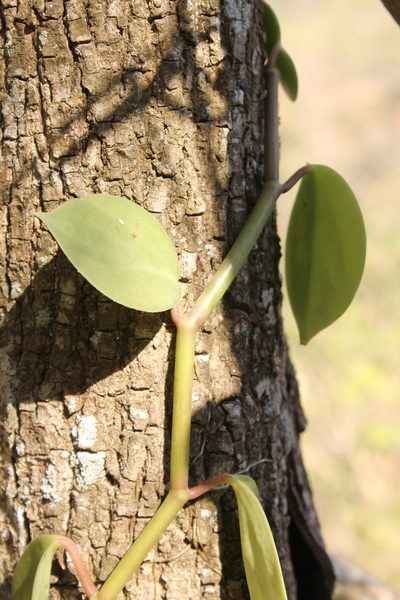 Peperomia tlapacoyoensis, photographed by Viacheslav Shalisko