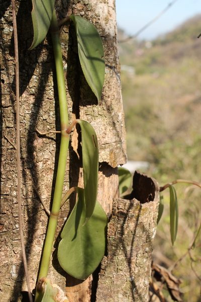 Peperomia tlapacoyoensis, photographed by Viacheslav Shalisko