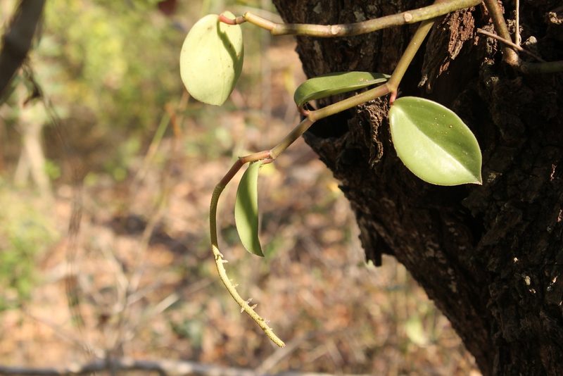 Peperomia tlapacoyoensis, photographed by Viacheslav Shalisko