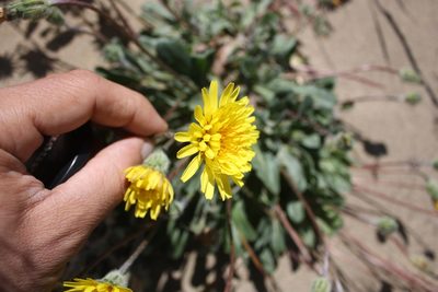 Agoseris apargioides, photographed by Scott Loarie