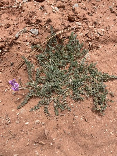 Astragalus zionis, photographed by Grant Chovil