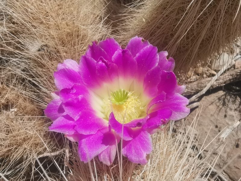 Echinocereus longisetus, photographed by Luis Fuentes Castillo