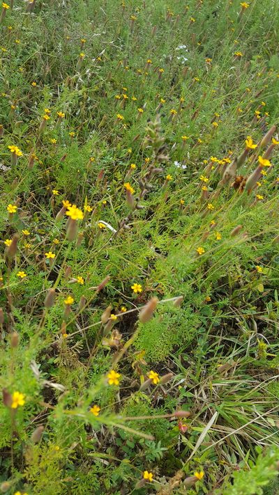 Tagetes subulata, photographed by Eugenio Padilla