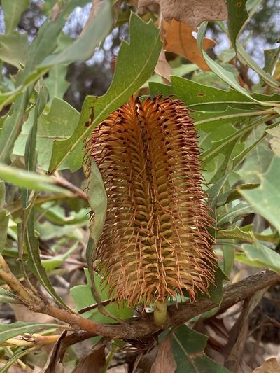 Banksia quercifolia, photographed by pimelea