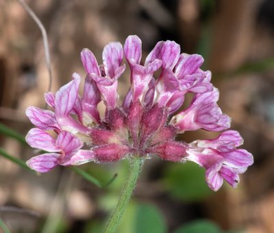Hosackia rosea, photographed by Don Loarie