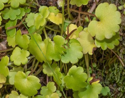 Romanzoffia californica, photographed by Don Loarie