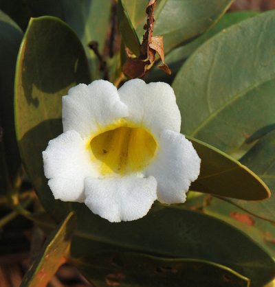 Anemopaegma glaucum, photographed by Todd Boland