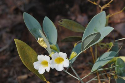 Anemopaegma glaucum, photographed by Todd Boland