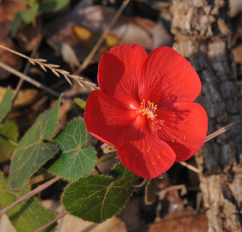 Pavonia rosa-campestris, photographed by Todd Boland